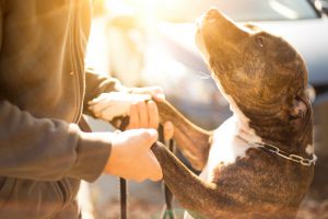 Young Man's Best Friend